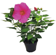 Hibiscus géant Hibiscus moscheutos avec une grande fleur rose et des feuilles vertes dans un pot noir.