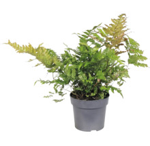 Fougère Dryopteris erythrosora dans un pot en plastique gris