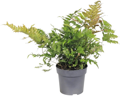 Fougère Dryopteris erythrosora dans un pot en plastique gris