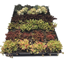 Verschiedene Sedum-Sorten in kleinen Kunststofftöpfen, angeordnet in einer Pflanzschale.
