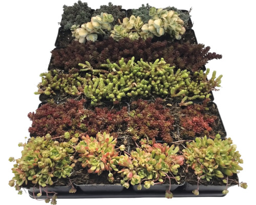 Différentes variétés de sédums dans de petits pots en plastique, disposées dans un plateau de culture.
