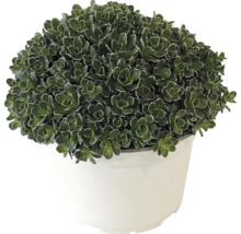 Fetthenne Sedum mit dichten grünen Blättern in einem weißen Kunststofftopf.