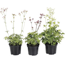 Trois grandes Astrances Astrantia major en pots en plastique noir avec des fleurs de différentes couleurs.