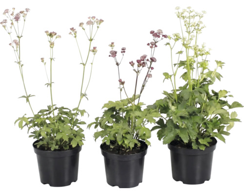 Trois grandes Astrances Astrantia major en pots en plastique noir avec des fleurs de différentes couleurs.