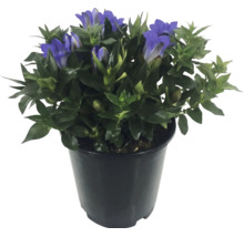 Gentiane Gentiana dans un pot noir avec des feuilles vertes et des fleurs bleues.