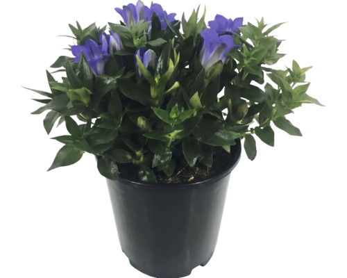 Gentiane Gentiana dans un pot noir avec des feuilles vertes et des fleurs bleues.