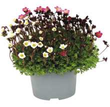 Steinbrech Saxifraga mit kleinen rosa und weißen Blüten in einem grauen Pflanztopf.