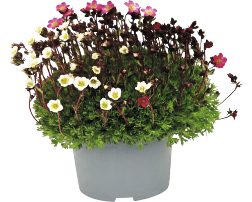 Steinbrech Saxifraga mit kleinen rosa und weißen Blüten in einem grauen Pflanztopf.