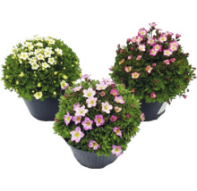 Drei Moos-Steinbrech (Saxifraga arendsii) Pflanzen in Töpfen mit weißen und rosa Blüten.