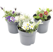 Küchenschelle Pulsatilla vulgaris im Topf, Mischung aus verschiedenen Blütenfarben wie Weiß, Violett und Rot.