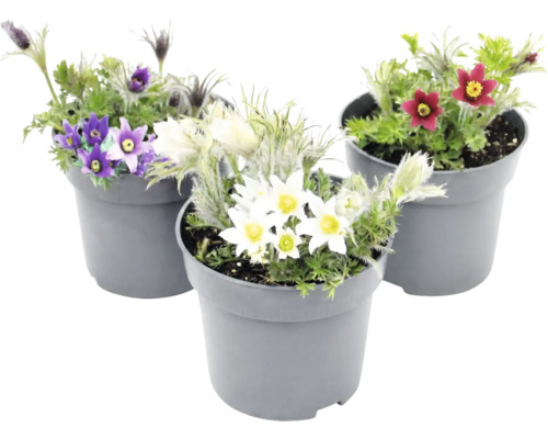 Anémone pulsatille Pulsatilla en pot, mélange de fleurs de couleurs blanc, violet et rouge.