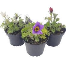 Drei Pulsatilla Küchenschellen in Pflanztöpfen mit gefiederten Blättern und Blüten.