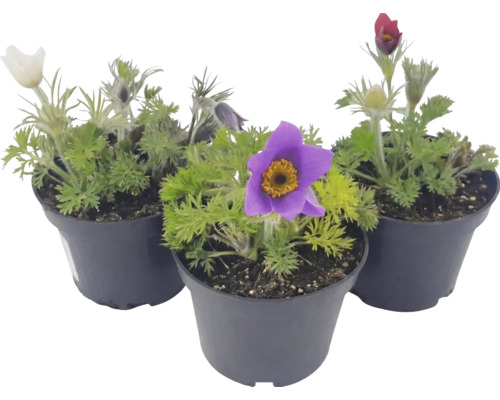 Drei Pulsatilla Küchenschellen in Pflanztöpfen mit gefiederten Blättern und Blüten.