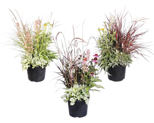 Trois compositions de plantes différentes dans des pots noirs avec graminées, heuchères et vivaces fleuries pour l'extérieur.