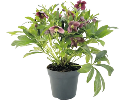 Hellébore avec des fleurs violet foncé et des feuilles vertes dans un pot en plastique anthracite.