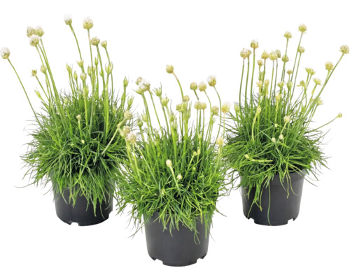 Trois armérias maritimes blancs dans des pots en plastique noirs avec un feuillage vert rappelant l'herbe et de longues tiges florales.