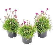 Dräi Grasnelken Armeria maritima mat pinke Bléien a schwaarze Konschtstofftëpp.