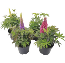 Quatre plants de lupins en pots avec des fleurs de différentes couleurs.