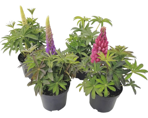 Quatre plants de lupins en pots avec des fleurs de différentes couleurs.