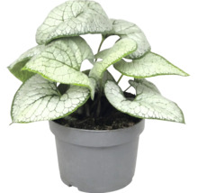 Brunnera macrophylla Jack Frost mit herzförmigen, silbrig gemusterten Blättern in einem grauen Kunststofftopf.