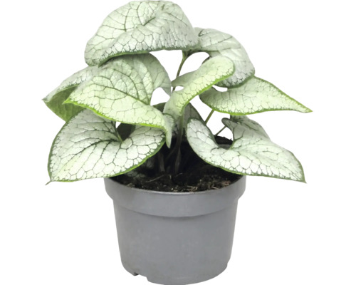 Brunnera macrophylla Jack Frost aux feuilles argentées en forme de cœur dans un pot en plastique gris.