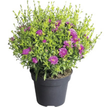 Aster dans un pot en plastique avec fleurs violettes et feuillage vert.