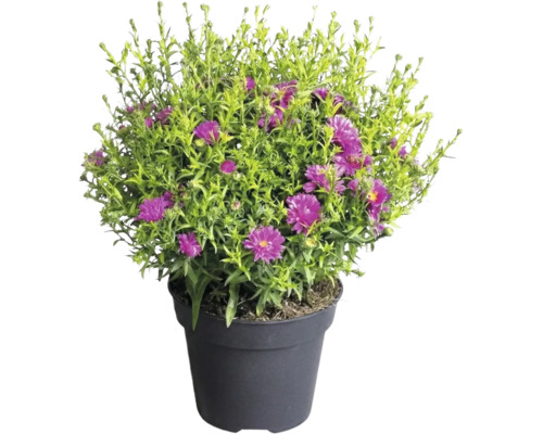 Aster dans un pot en plastique avec fleurs violettes et feuillage vert.