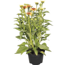 Echinacée dans un pot avec des feuilles vertes et des fleurs orange-jaune.