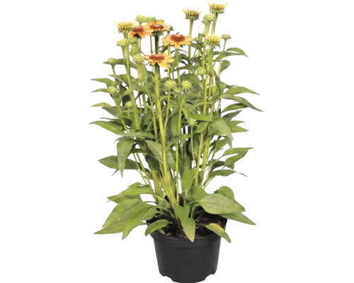 Echinacée dans un pot avec des feuilles vertes et des fleurs orange-jaune.