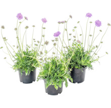 Trois plantes Scabiosa dans des pots noirs avec des fleurs violettes et de longues tiges.