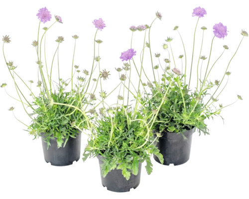 Trois plantes Scabiosa dans des pots noirs avec des fleurs violettes et de longues tiges.