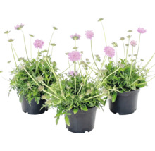 Trois plantes de scabieuse avec des fleurs roses dans des pots noirs.