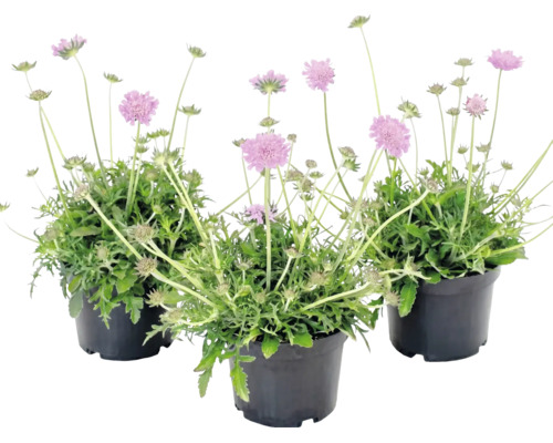 Trois plantes de scabieuse avec des fleurs roses dans des pots noirs.