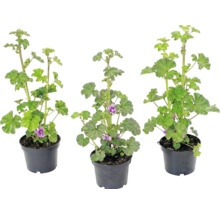 Trois mauves en pots en plastique noirs avec des feuilles vertes et des fleurs violettes.
