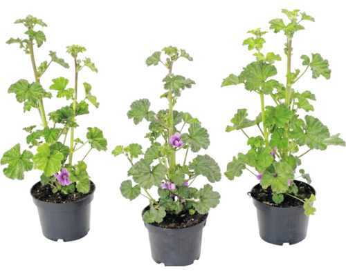 Drei Malven-Pflanzen in schwarzen Kunststofftöpfen mit grünen Blättern und violetten Blüten.