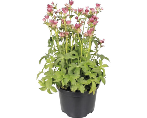 Grande astrance Astrantia major en pot avec fleurs roses et feuilles vertes.