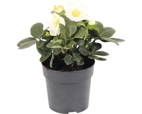 Rose de Noël Helleborus niger dans un pot gris avec des fleurs blanches et des feuilles vertes.