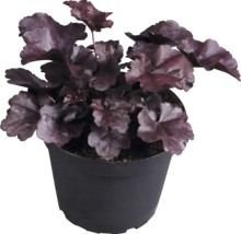 Purpurglöckchen Heuchera mit dunkelroten Blättern im schwarzen Kunststofftopf.