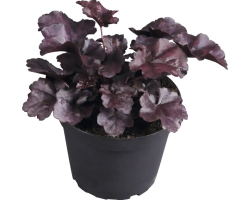 Purpurglöckchen Heuchera mit dunkelroten Blättern im schwarzen Kunststofftopf.