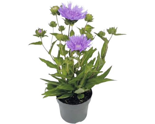 Stokesia laevis stokesie avec fleurs violettes et boutons verts dans un pot en plastique gris.