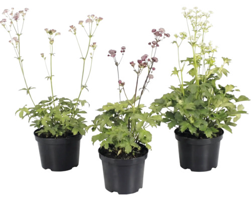 Trois grandes astrances Astrantia major dans des pots en plastique noirs avec des feuilles vertes et de hautes tiges florales.