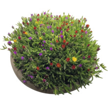 Delosperma ficoïde avec feuilles succulentes vertes et petites fleurs colorées dans un pot rond.