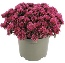 Fetthenne Sedum mit pinkfarbenen Blüten in einem grauen Kunststofftopf.