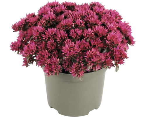 Fetthenne Sedum mit pinkfarbenen Blüten in einem grauen Kunststofftopf.