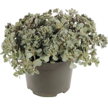 Sédum avec de petites feuilles rondes dans un pot en plastique gris.