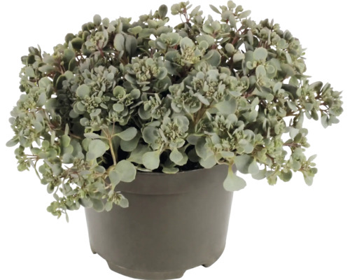 Sédum avec de petites feuilles rondes dans un pot en plastique gris.