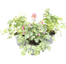 Ancolie Aquilegia en pots avec feuilles vertes et fleurs.