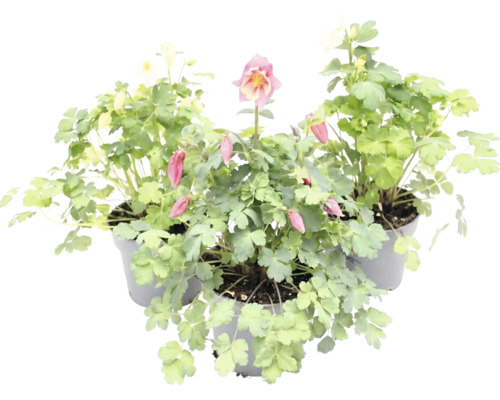 Ancolie Aquilegia en pots avec feuilles vertes et fleurs.