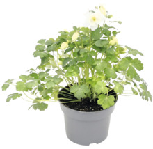 Ancolie à fleurs blanches avec feuilles vertes dans un pot en plastique gris.