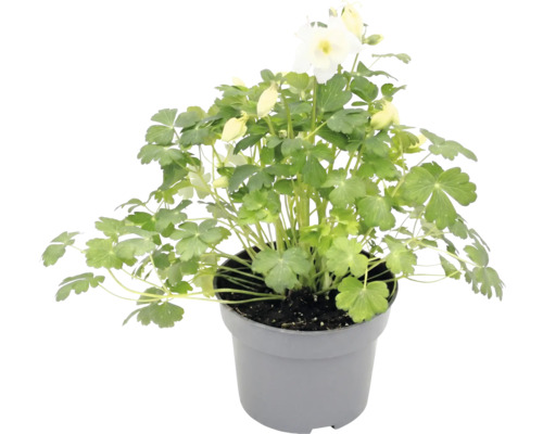 Ancolie à fleurs blanches avec feuilles vertes dans un pot en plastique gris.